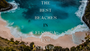 Read more about the article The Best Beaches in Florida for Nature Lovers