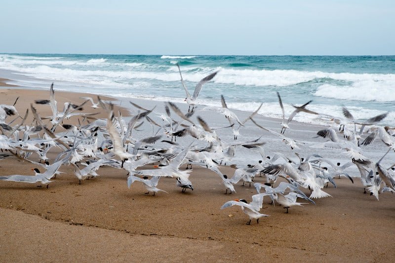  Canaveral National beaches Seashore explorehub