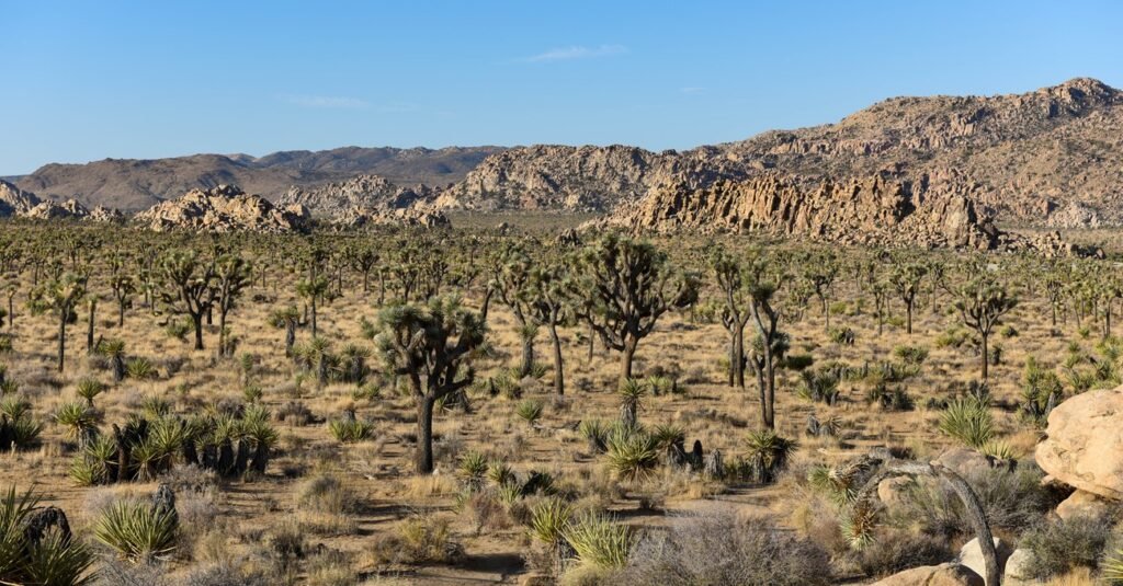 Joshua Tree National Park explorehub.ai.jpg