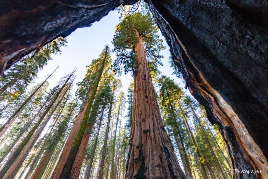 Sequoia National Park explorehub.ai.jpg