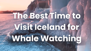Read more about the article The Best Time to Visit Iceland for Whale Watching