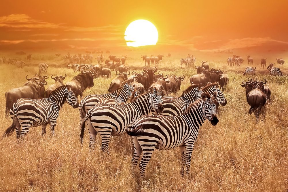 Serengeti National Park, Tanzania