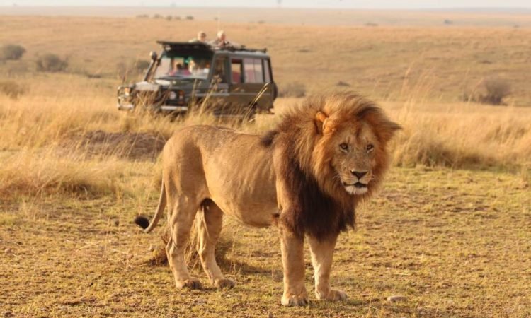 Maasai Mara National Reserve, Kenya