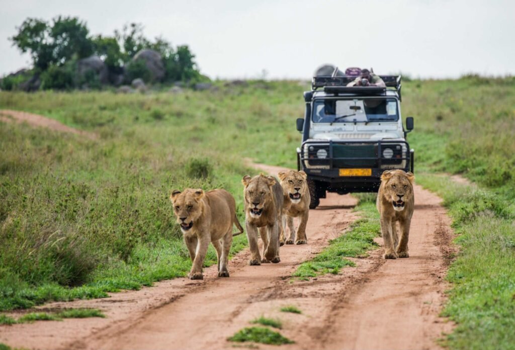 Choosing the Right Safari Destination.