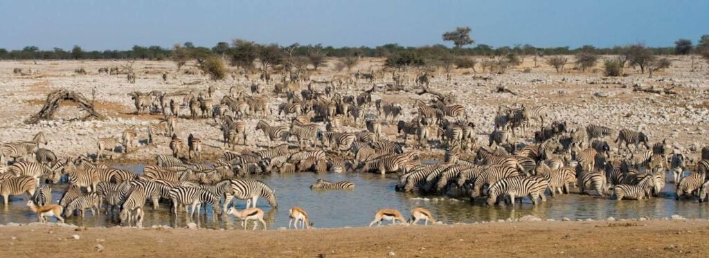 Wildlife safaris in Africa