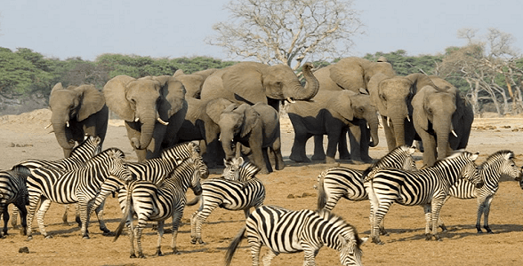 Kruger national park