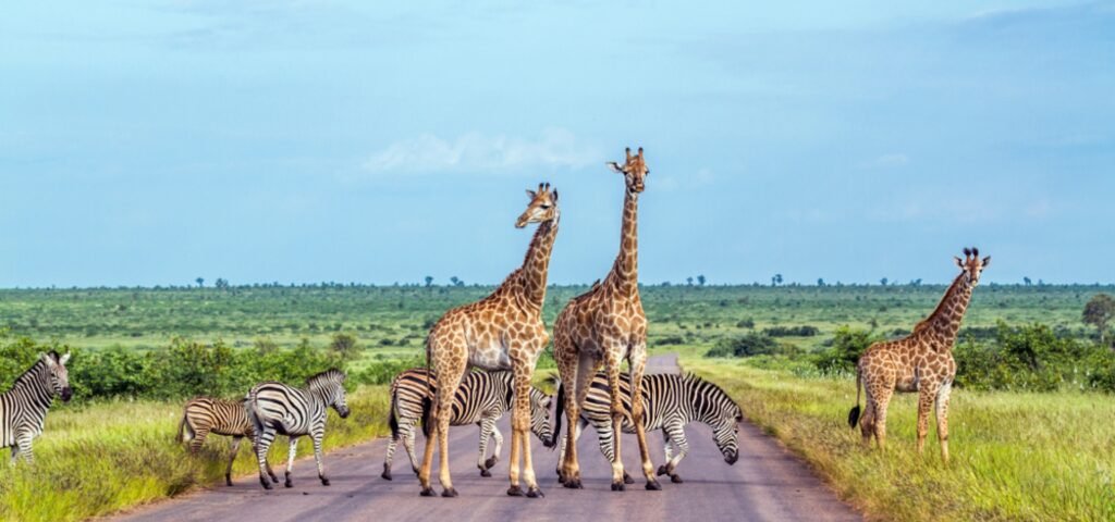Wildlife safaris in Africa