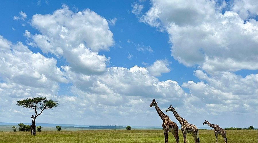 Wildlife safaris in Africa