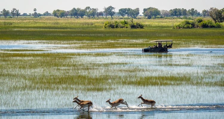 Wildlife safaris in Africa