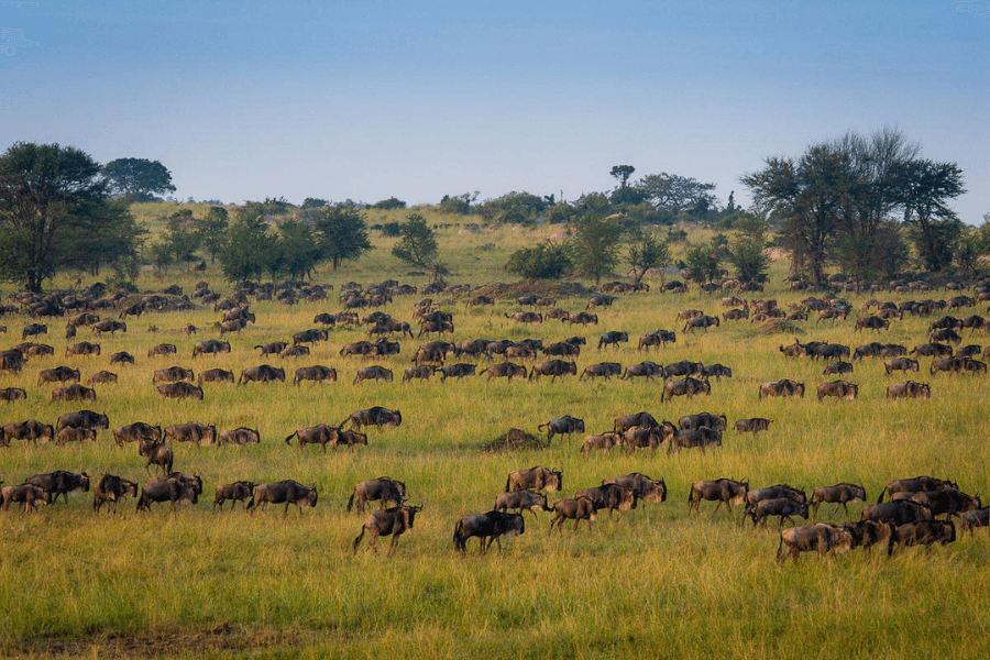 Wildlife safaris in Africa