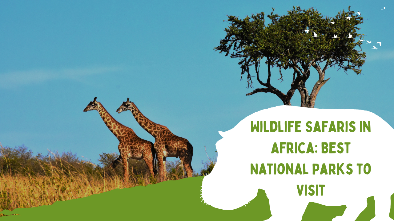 Wildlife Safaris in Africa