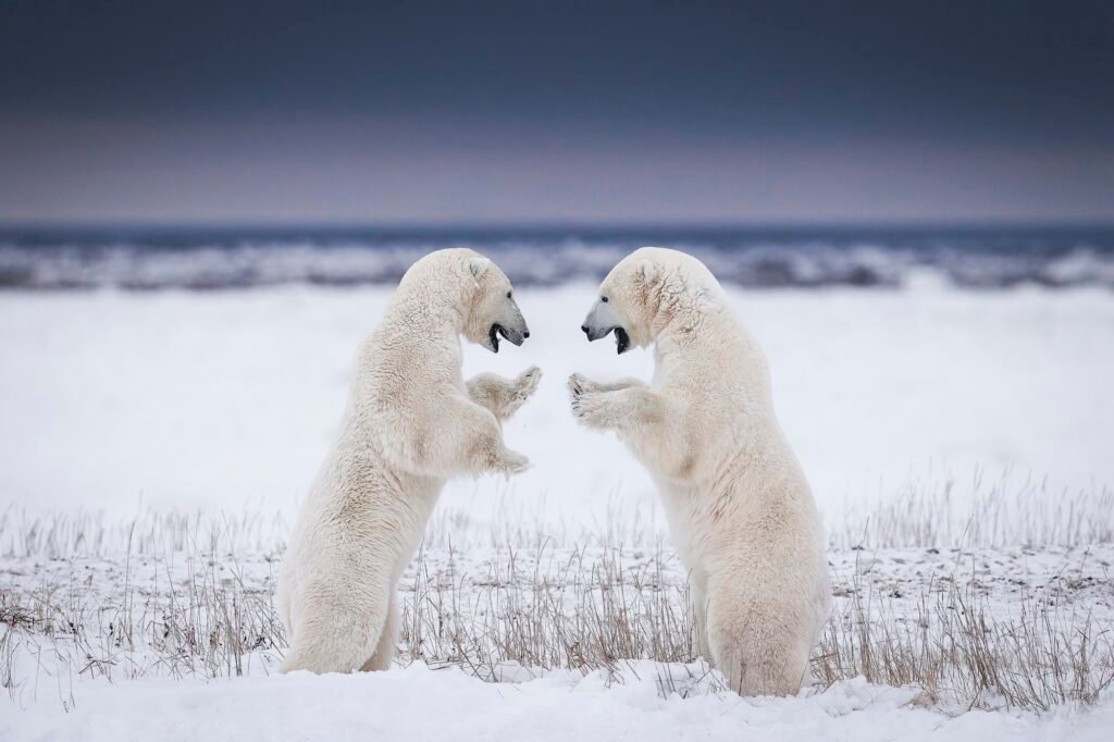 The Forks and polar bears in Churchill